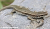 Lézard des Pyrénées