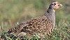 Perdrix grise des Pyrénées