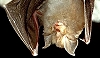 Petit Rhinolophe